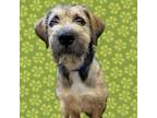 Adopt Nyla a Terrier