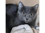 Adopt Stormy a Domestic Short Hair