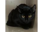 Adopt Play Doh a Domestic Short Hair