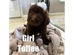 Tofee