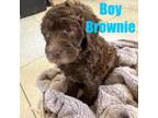 Labradoodle Puppy for sale in Riverview, FL, USA