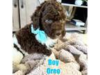 Labradoodle Puppy for sale in Riverview, FL, USA