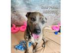 Adopt SOUR PATCH a Mixed Breed