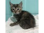 Adopt AJ Patton Kitten #2 (B) a Domestic Short Hair