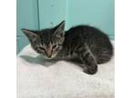 Adopt AJ Patton Kitten #13 (B) a Domestic Short Hair