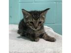 Adopt (FTA) AJ Patton Kitten #4 (B) a Domestic Short Hair