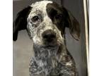 Adopt Marley a German Shorthaired Pointer, Mixed Breed
