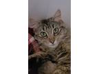 Adopt Harmony a Domestic Medium Hair