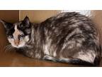 Adopt Veronica a Siamese, Domestic Short Hair