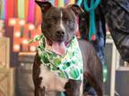Adopt LALA a Pit Bull Terrier, Mixed Breed