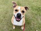 Adopt LUNA a Pit Bull Terrier