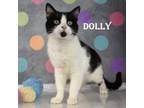 Adopt Dolly a Domestic Medium Hair