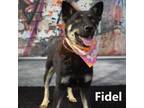 Adopt Fidel a Husky, German Shepherd Dog