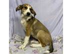 Adopt MAGGIE a Foxhound, Mixed Breed