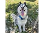 Adopt CHENA a Siberian Husky