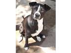 Adopt MATILDA a Pit Bull Terrier