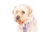 Adopt Primrose 11810 a Terrier