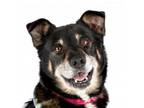 Adopt Alicia 10886 a Australian Shepherd