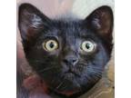 Adopt Doc Marten a Domestic Short Hair