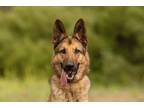 Adopt Foxxy a German Shepherd Dog