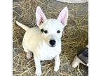 Adopt CAIRO a Cattle Dog, Mixed Breed