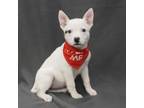 Adopt CAIRO a Cattle Dog, Mixed Breed