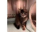 Adopt Spicy Patato a Domestic Short Hair