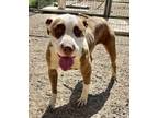 Adopt Tamera a Pit Bull Terrier, Mixed Breed