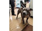Adopt Donna a Pit Bull Terrier, Mixed Breed