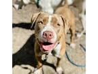 Adopt Tammy a Pit Bull Terrier