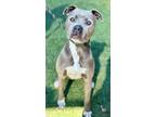 Adopt Xena a Pit Bull Terrier, Mixed Breed