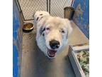 Adopt 404142 a Australian Shepherd