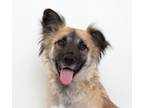 Adopt Clara Bow a German Shepherd Dog