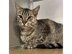 Adopt Magnolia a Domestic Short Hair