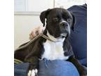 Adopt Raven a Boxer