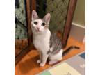 Adopt 2024-09 Emmie - in foster a Domestic Short Hair