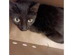 Adopt Sparrow a Domestic Short Hair