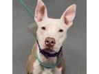 Adopt Strawberry a Mixed Breed