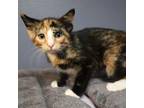 Adopt Paisley a Domestic Medium Hair