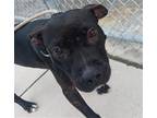 Adopt CHERRY a American Staffordshire Terrier