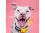 Adopt Duchess a Pit Bull Terrier