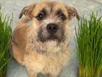 Adopt TIA a Cairn Terrier, Mixed Breed