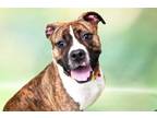 Adopt ZOE a American Staffordshire Terrier