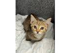 Adopt POPPY a Domestic Short Hair