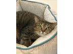 Adopt TEDDIE a Domestic Short Hair