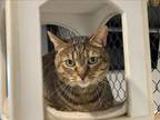 Adopt KAILUA a Domestic Short Hair