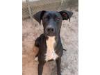 Adopt DAWN a Great Dane, Mixed Breed