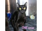 Adopt OVAL a Domestic Short Hair