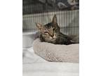 Adopt PINKY a Domestic Short Hair