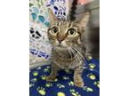 Adopt ARRABELLA a Domestic Short Hair